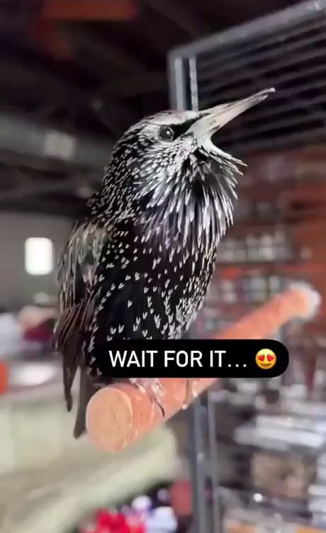 CO) WAIT FOR IT... - iFunny