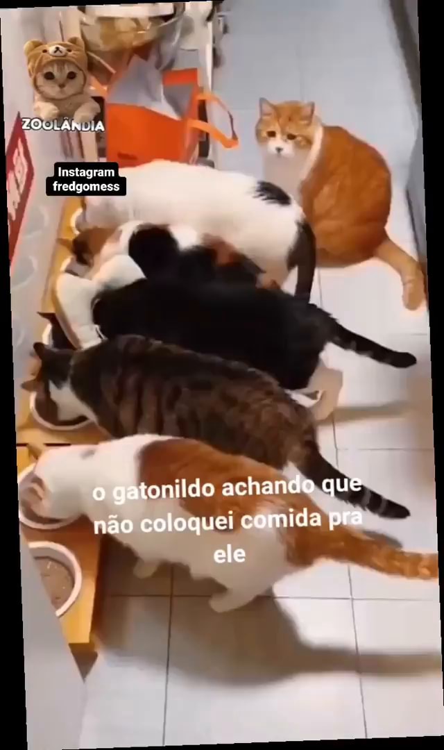 Gatonildo