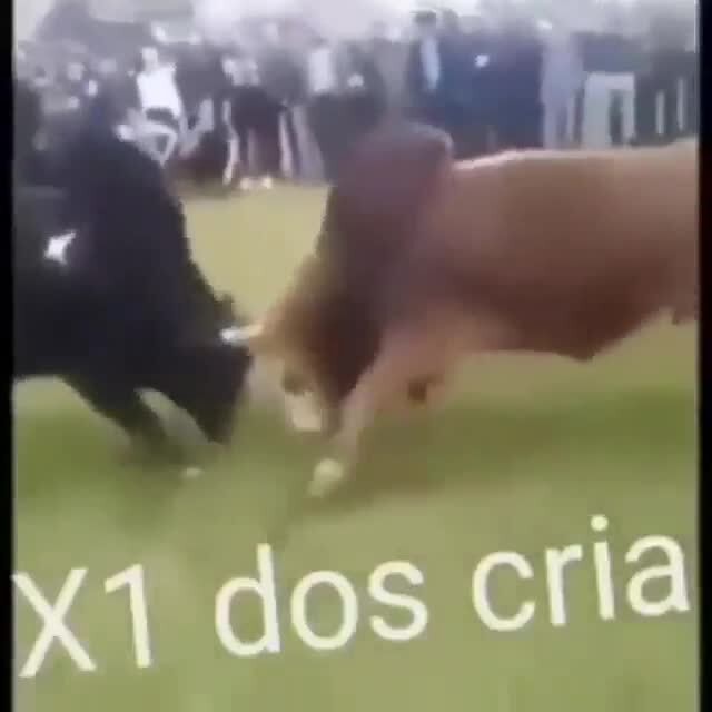 X1 dos crias 😎🤙 - iFunny Brazil