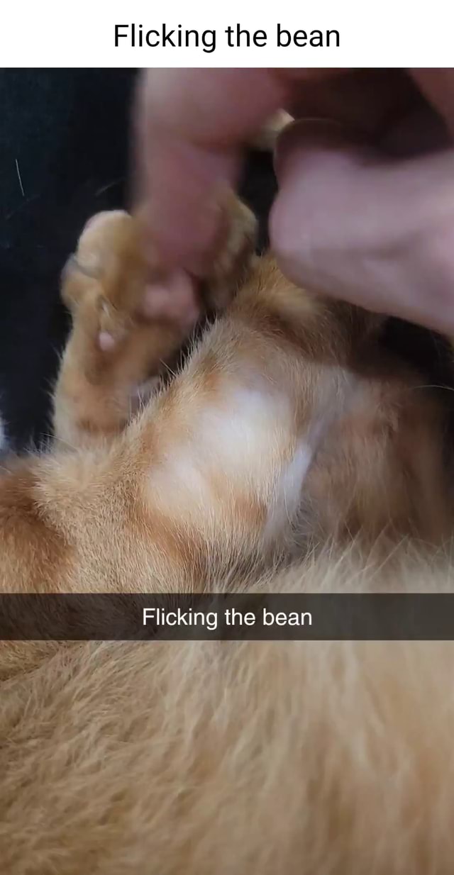 Flicking the bean Flicking the bean - iFunny Brazil