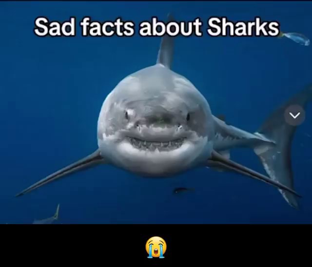 Sad facts about Sharks - iFunny Brazil