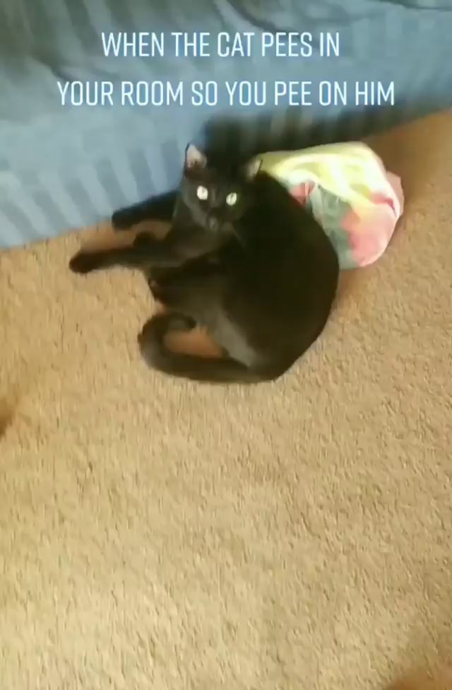 WHEN THE CAT PEES IN YOUR ROOM SO YOU PEE ON HIM iFunny Brazil