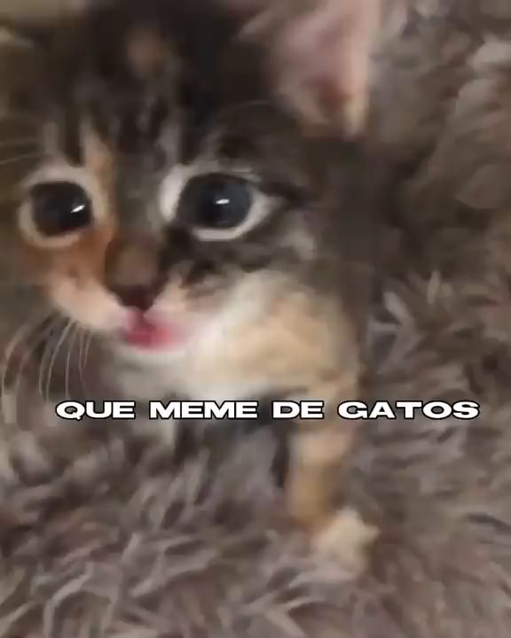 Esse gato morreu de ligma, uma tragédia - iFunny Brazil