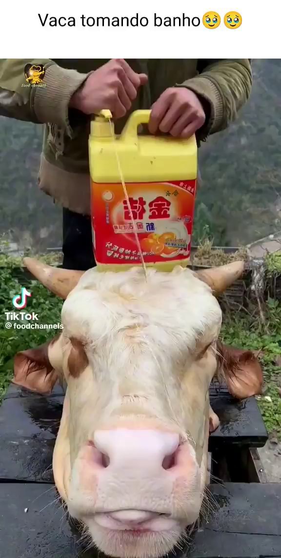 filme das vacas na fazenda｜Pesquisa do TikTok