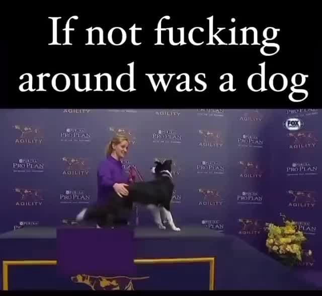If not fucking around was a dog PROMS AGILITY - iFunny