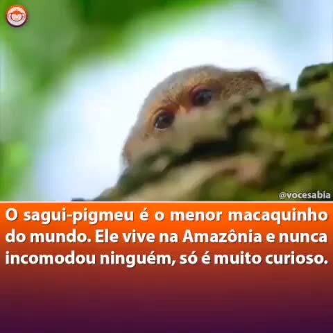 O menor macaco do mundo vive na Amazônia