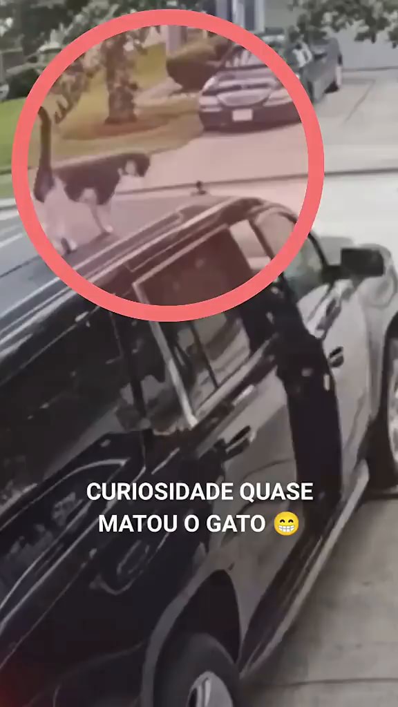 Curiosidade Quase Matou O Gato Ifunny Brazil 7850