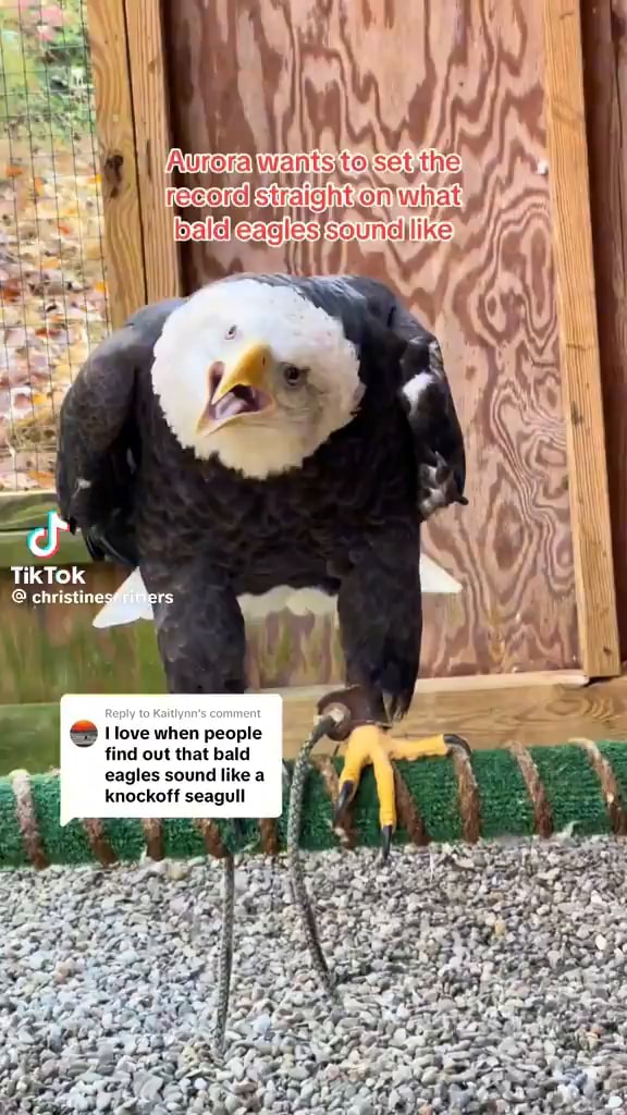 TikTok love when people find out that bald eagles sound like a knockoff ...