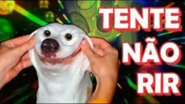 TENTE NÃO RIR! - ANIMAIS QUE FALAM [+10] 